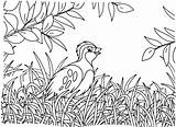 30  Quail Coloring Pages Free Printable PDF JPG PNG & Online sketch template
