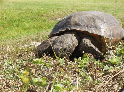 Cocoa Beach Pictures: Florida Gopher Turtle