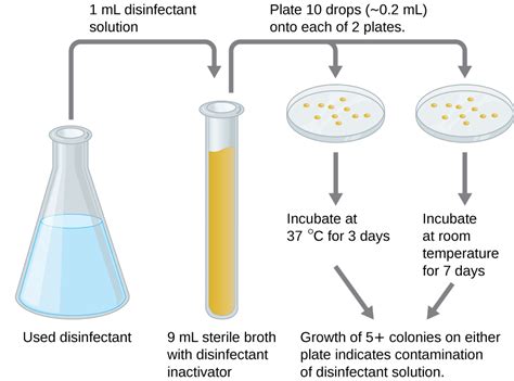 Testing The Effectiveness Of Antiseptics And Disinfectants ...