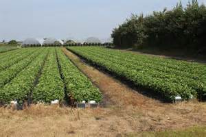 Strawberry Fields Forever © K A cc-by-sa/2.0 :: Geograph Britain and ...