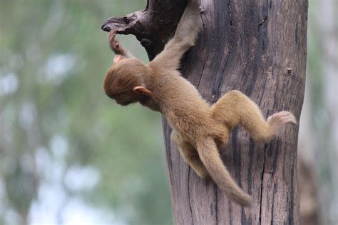 60+ ฟรี Tree-Climbing Monkey & ลิง รูปภาพ - Pixabay