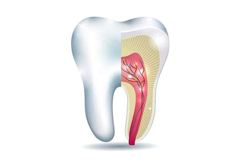 Periodontal ligament | Studio Dentaire