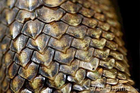 Iguana scales close-up | Reptile scales, Reptiles, Dragon scale