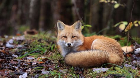 Red fox with Instagram account euthanized after woman ‘kidnaps’ it ...