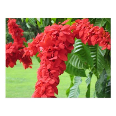 The Chaconia, The National Flower Postcard | Zazzle