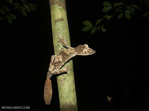 Uroplatus fimbriatus with flying insect