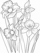 A Hand Drawn Daffodil flower coloring Book Of Vector Illustration  sketch template