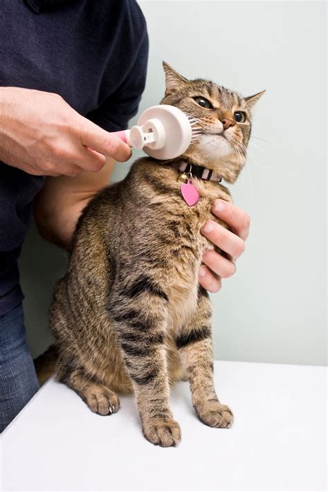 Top 5 Tips For Cat Grooming At Home