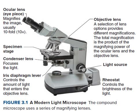 Compound Light Microscope Magnification Calculation | Shelly Lighting