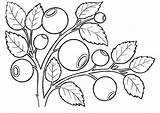 Berries coloring pages To Download And Print For Free sketch template