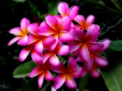 Romantic Flowers: Hawaiian Flowers