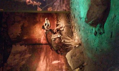 Gray Fossil Museum (TN): Top Tips Before You Go (with Photos) - TripAdvisor