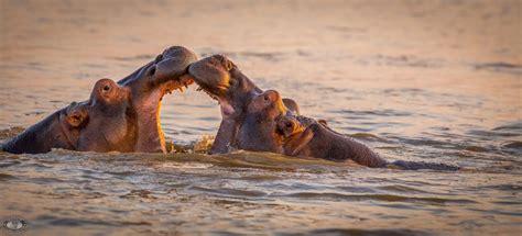 The Glorious iSimangaliso Wetland Park 2023-24