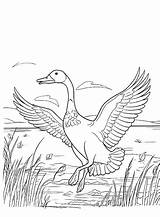 Goose Coloring Pages  Free Printable PDF JPG PNG & Online sketch template