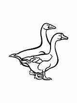 Goose coloring Page sketch template