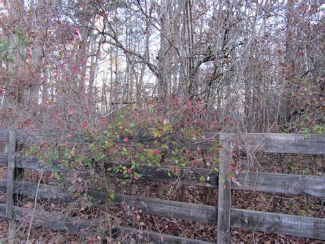 Using Georgia Native Plants: Birds Love a Thicket