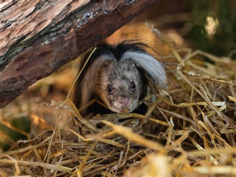 Scottish Deer Centre first in the world to capture a live haggis in Fife | News | What's On Fife