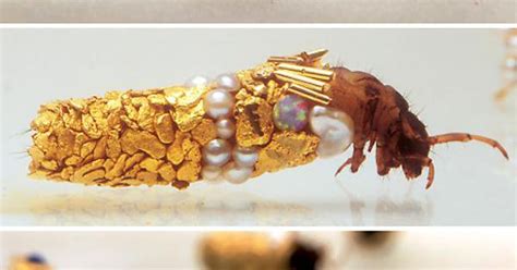 Caddisfly larvae build protective cases using materials found in their ...