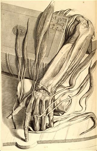 hand.anatomy.tumblr_kpspsfYaJ51qzwcheo1_500 | Beth Scupham | Flickr