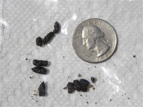 What Does Chipmunk Poop Look Like Chipmunk Droppings Identification | Images and Photos finder