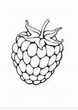 Download And Print Raspberry Fruit Coloring Page For Kids  sketch template