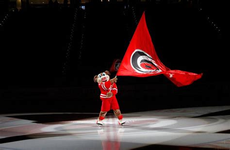 Why is the Carolina Hurricanes mascot a pig? We have the whole Stormy story