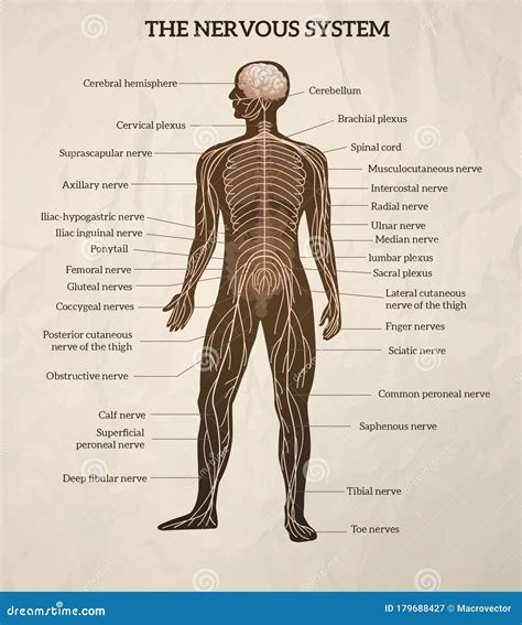 Human Nervous System Diagram Psychology Peripheral Nervous S