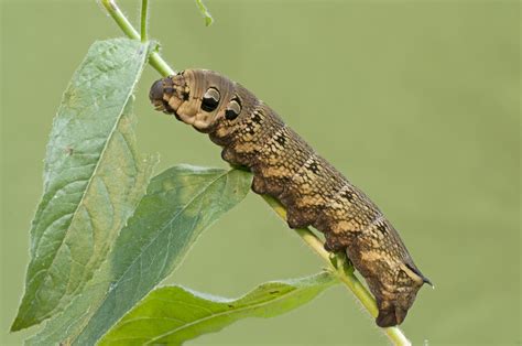 Elephant hawk-moth | The Wildlife Trusts