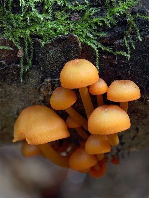 Orange Mushroom Patch | Canon 550D with EF 100mm/f2.8 Macro … | Flickr