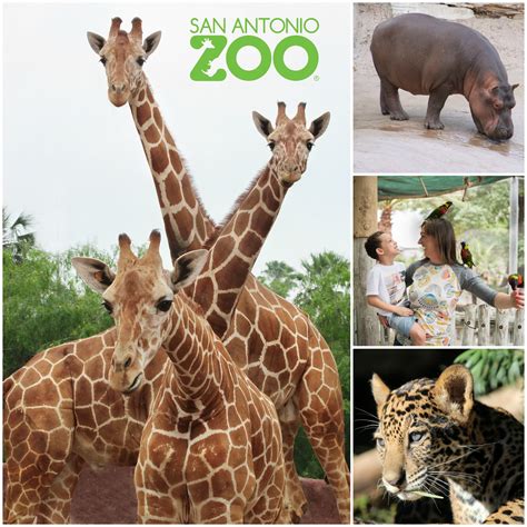 San Antonio Zoo: Free Admission for First Responders in September - Life With Lovebugs