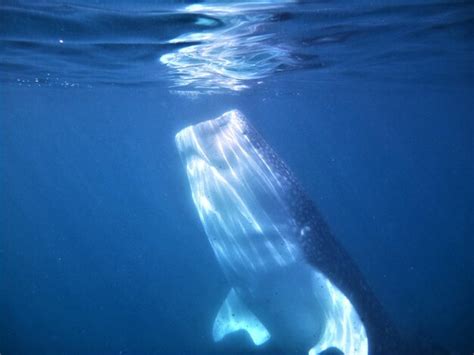 Premium Photo | Whale shark swimming in sea