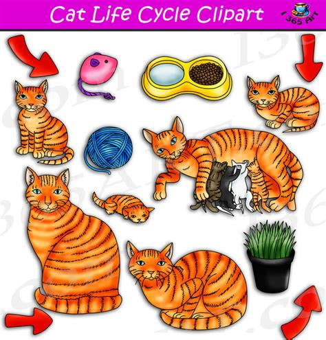 Cat Life Cycle Clipart Set Download - Clipart 4 School