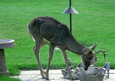 Chronic wasting disease in Texas could lead to containment zone expansion