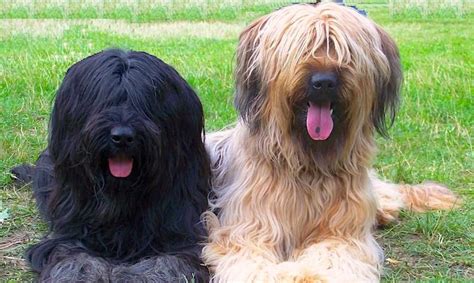 Briard: 5 Key Things to Know About This Loyal Herding Dog - Petful