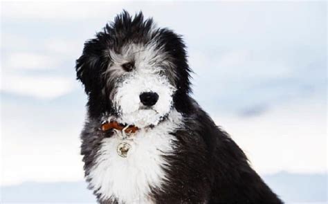 Sheepadoodle Temperament and Personality - Non Aggressive and Child Friendly