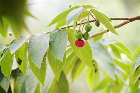 Panama Berry Plant Info – Learn How To Grow Panama Berries