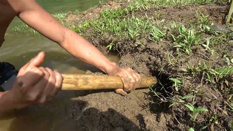 How To Catch Fish In Mud Hole - Easy Build Fish Trap Primitive Life - YouTube