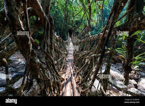 Living Root Bridge, Sohra (Cherrapunjee), Meghalaya, India, Asia Stock Photo - Alamy