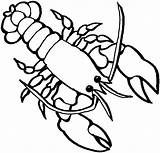 Lobster outline Free clipart Images  WikiClipArt sketch template