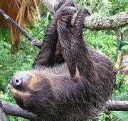 Featured Animal: Sloth - Paperblog