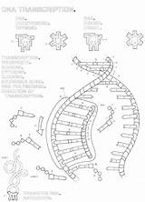 Dna Coloring Page At GetColoringscom  Free Printable Colorings Pages sketch template
