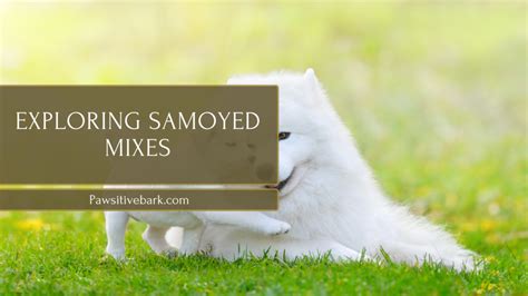 Exploring Samoyed Mixes: A Dog Trainer's Expert Insights