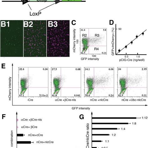 Assisted Cre reconstitution restores substantial Cre activity in cell ...