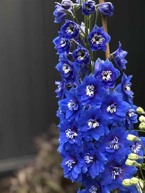 25+ blue delphinium varieties 💙 🌿 Grow and care for this vibrant, towering beauty