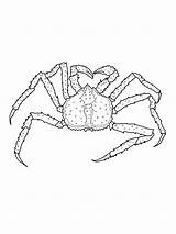 Free Printable Crab Coloring Pages For Kids sketch template