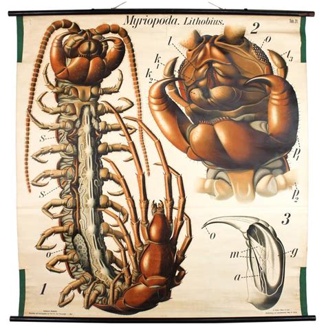 Centipede Anatomy - Anatomical Charts & Posters