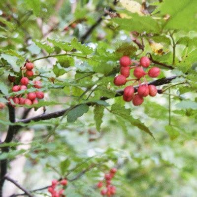 Sansho Peppercorn | Japanese Pepper - Magic Plant Farms