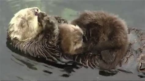 A newborn baby otter sleeping - YouTube