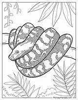 Python Colouring In Coloring Pages Rainforest sketch template