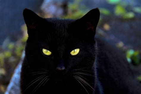 Bright Eyes | I came upon this beautiful black cat lurking i… | Flickr